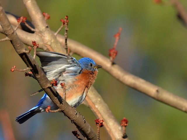 Eastern Bluebirds
