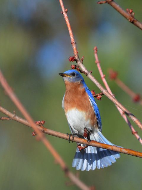 Eastern Bluebirds