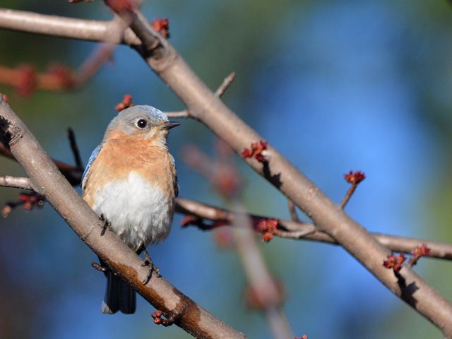 Eastern Bluebirds