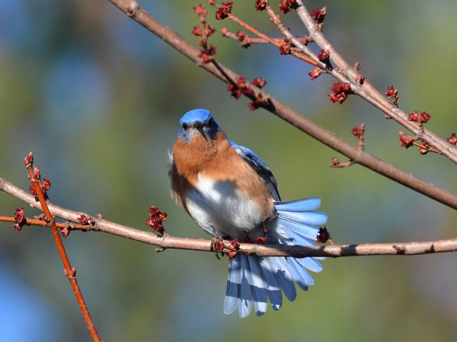 Eastern Bluebirds