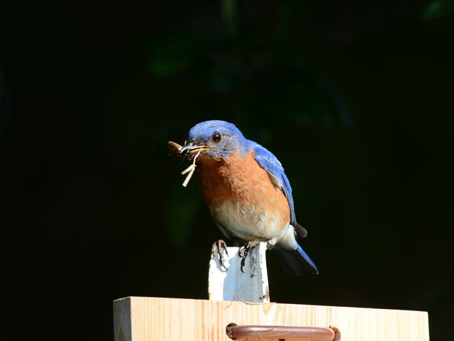 Eastern Bluebird
