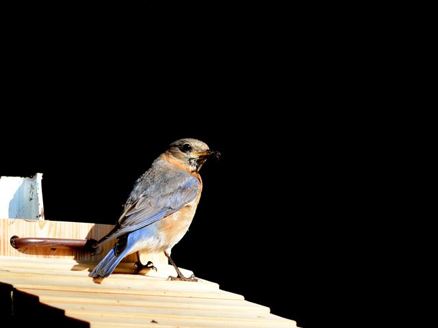 Eastern Bluebird