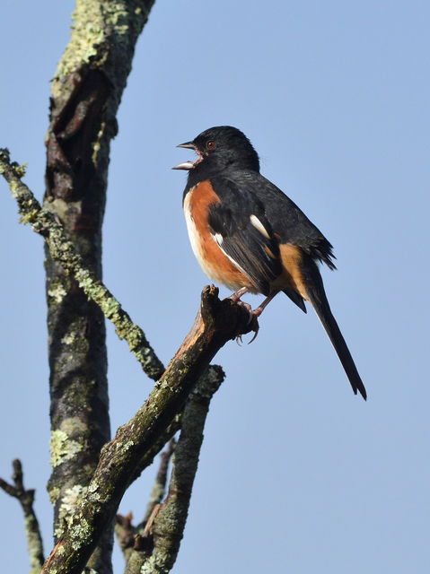 Eastern Towhee