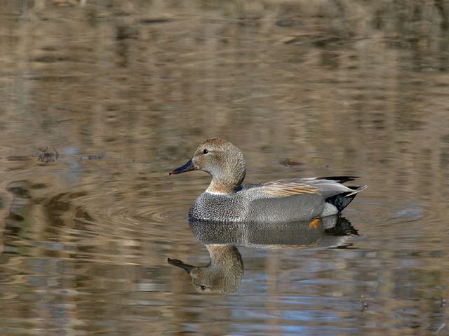 Gadwalls