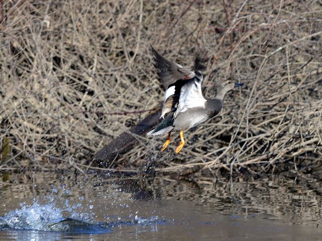 Gadwalls