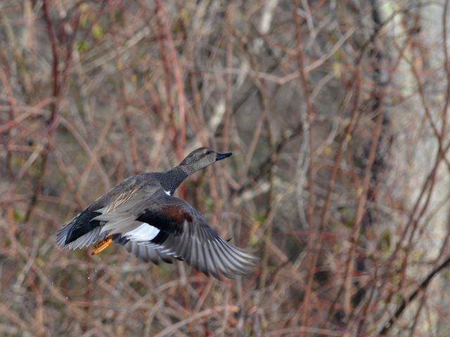 Gadwalls