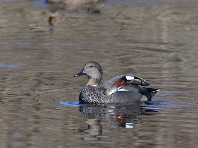 Gadwalls