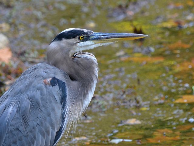 Great Blue Heron