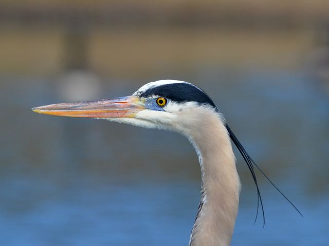 Great Blue Heron