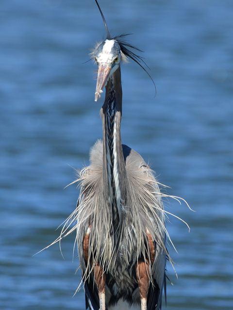 Great Blue Heron