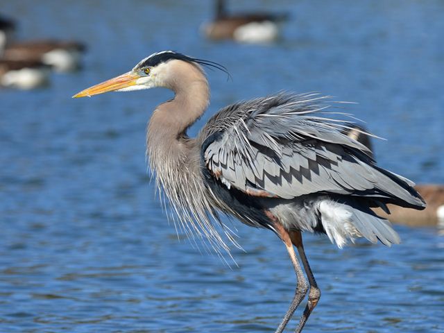 Great Blue Heron