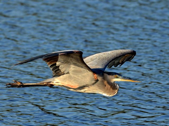 Great Blue Heron