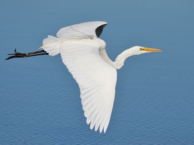 Great Egrets