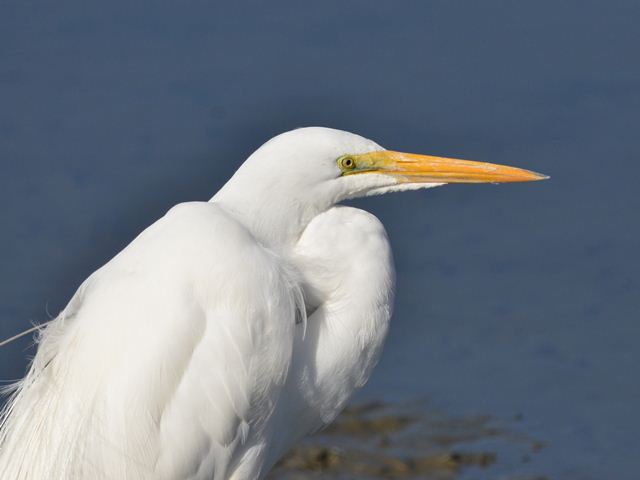 Great Egrets