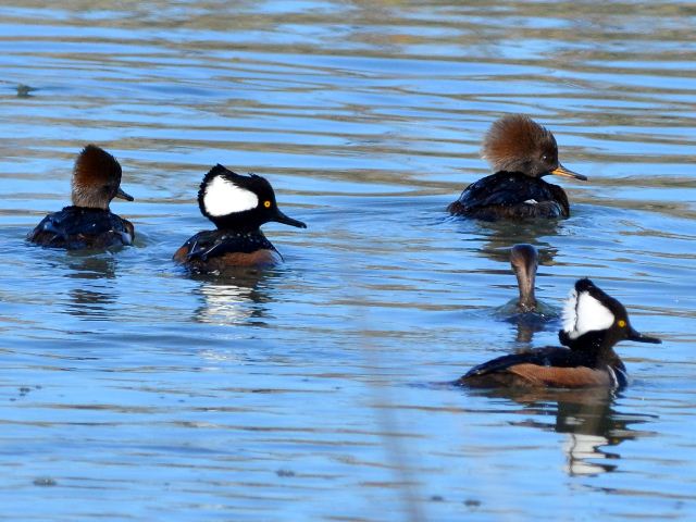 Hooded Merganser