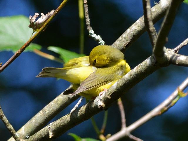 Hooded Warbler