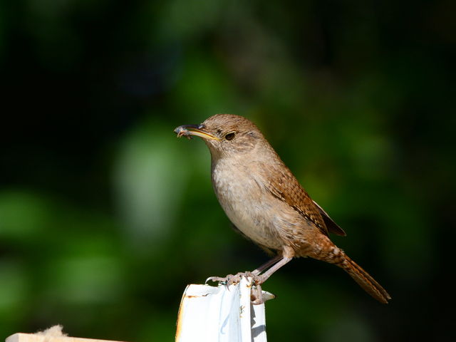 Northern House Wren