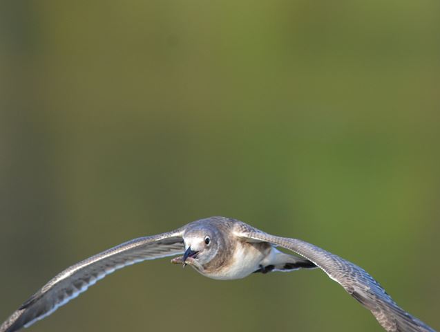 Laughing Gulls