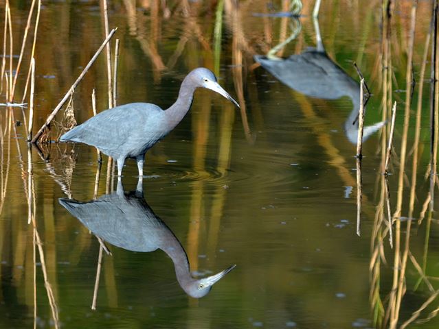 Little Blue Herons