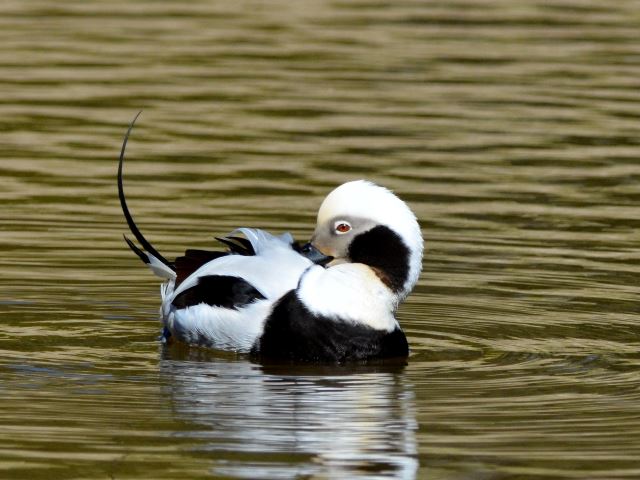 Long-tailed Duck