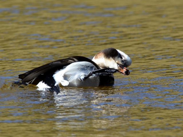 Long-tailed Duck