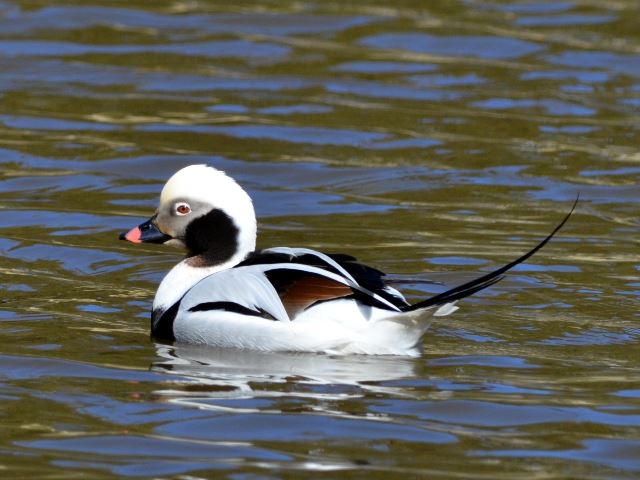 Long-tailed Duck