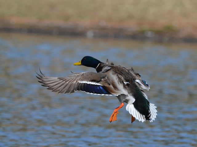 Mallard