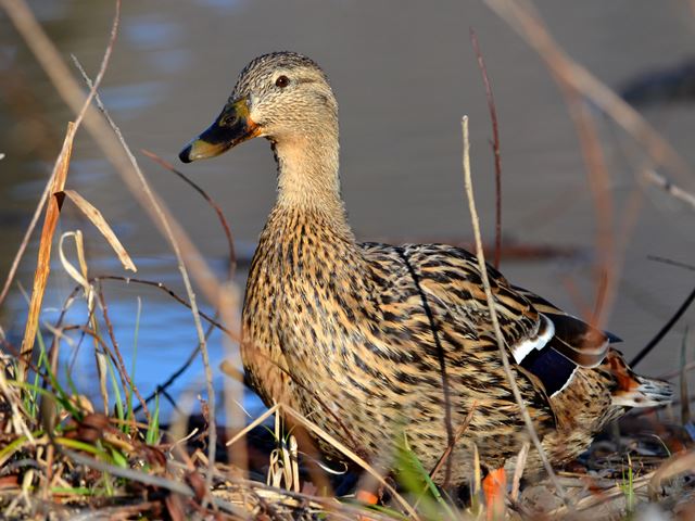 Mallard