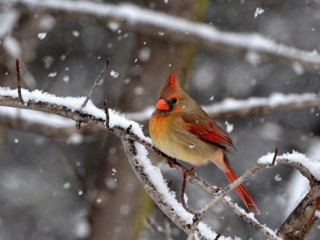 Northern Cardinals