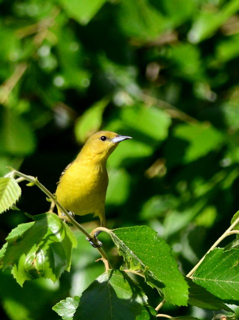 Orchard Oriole