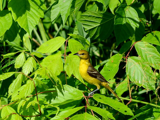 Orchard Oriole