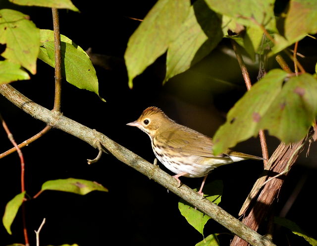 Ovenbird