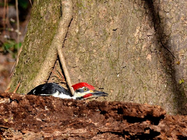 Pileated Woodpecker