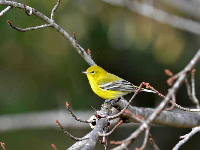 Pine Warbler