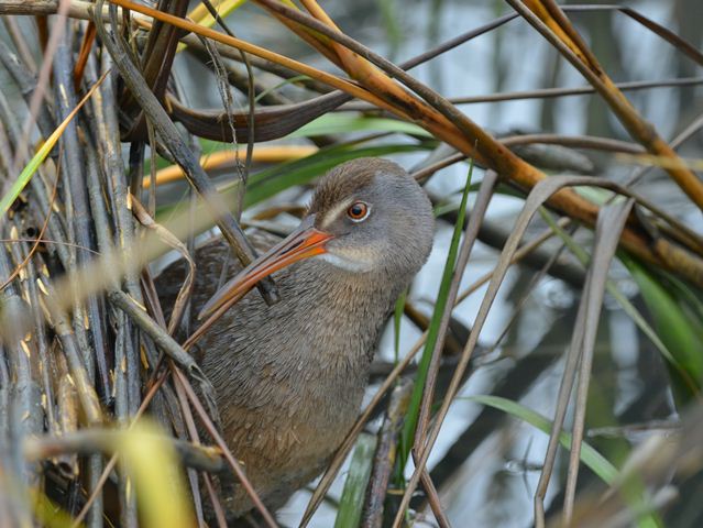 Clapper Rail