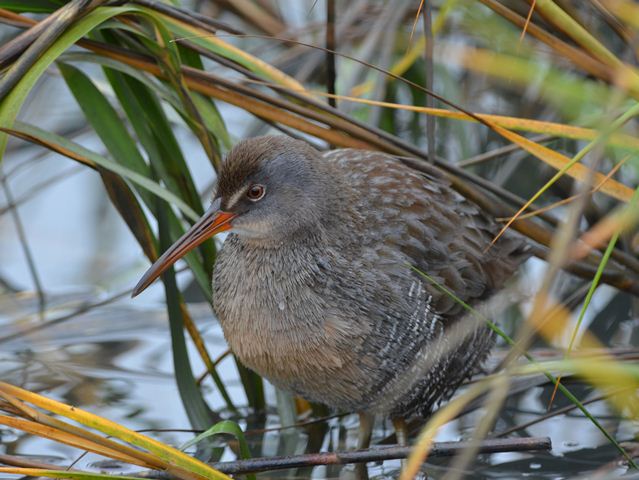 Clapper Rail