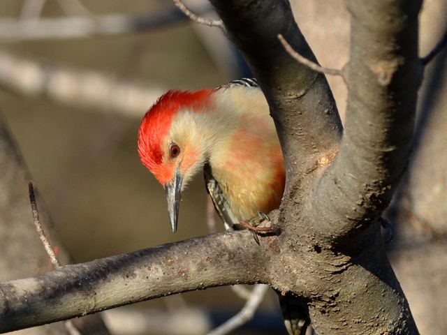 Red-bellied Woodpecker