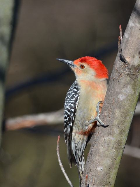 Red-bellied Woodpecker