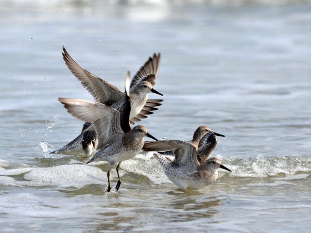 Red Knots