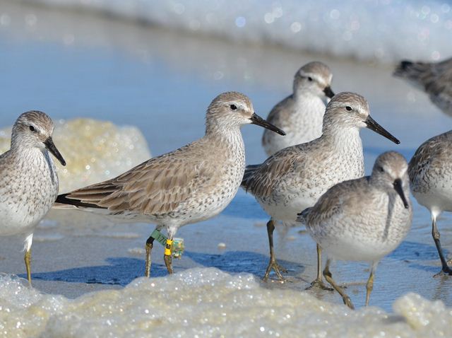 Red Knots