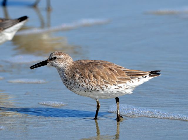 Red Knots