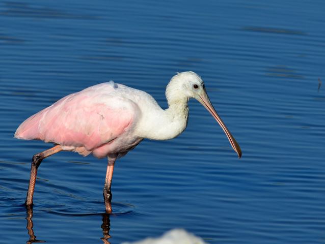 Roseate Spoonbills