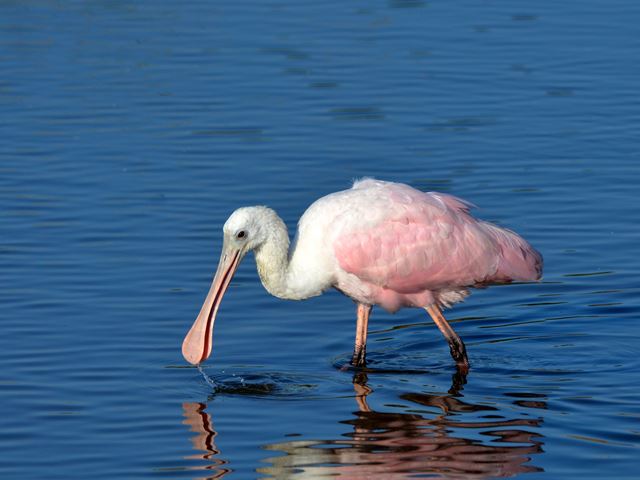 Roseate Spoonbills