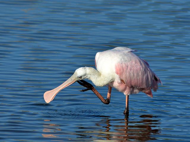 Roseate Spoonbills