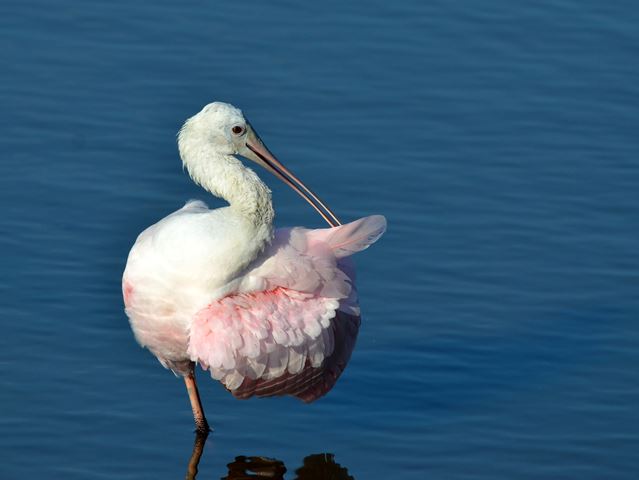 Roseate Spoonbills