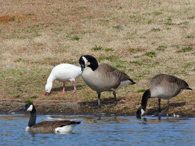 Ross's Goose (with Canada Geese)