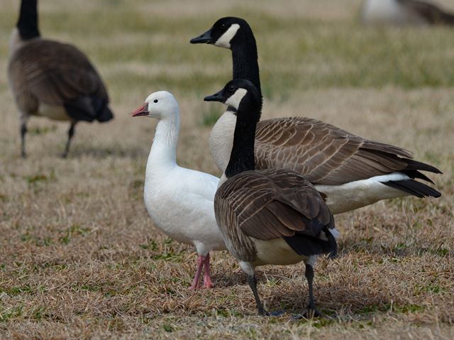 Ross's Goose (with Canada Geese)