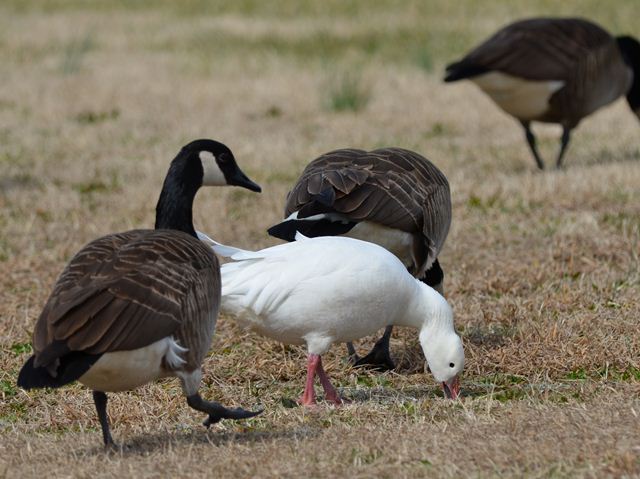 Ross's Goose (with Canada Geese)