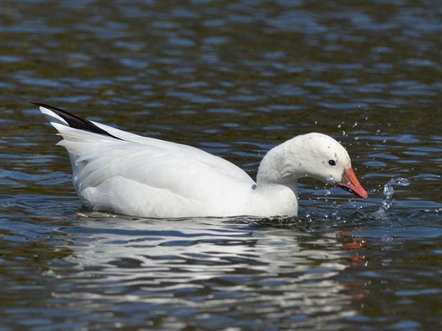 Ross's Goose