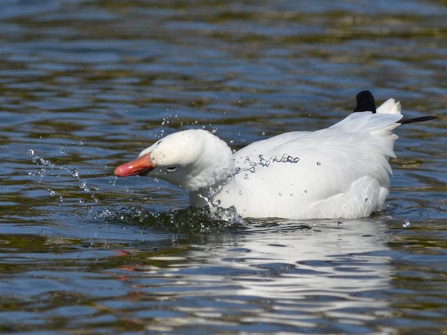 Ross's Goose